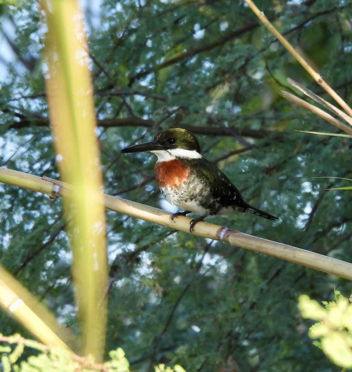 rybařík zelený - ML645595919