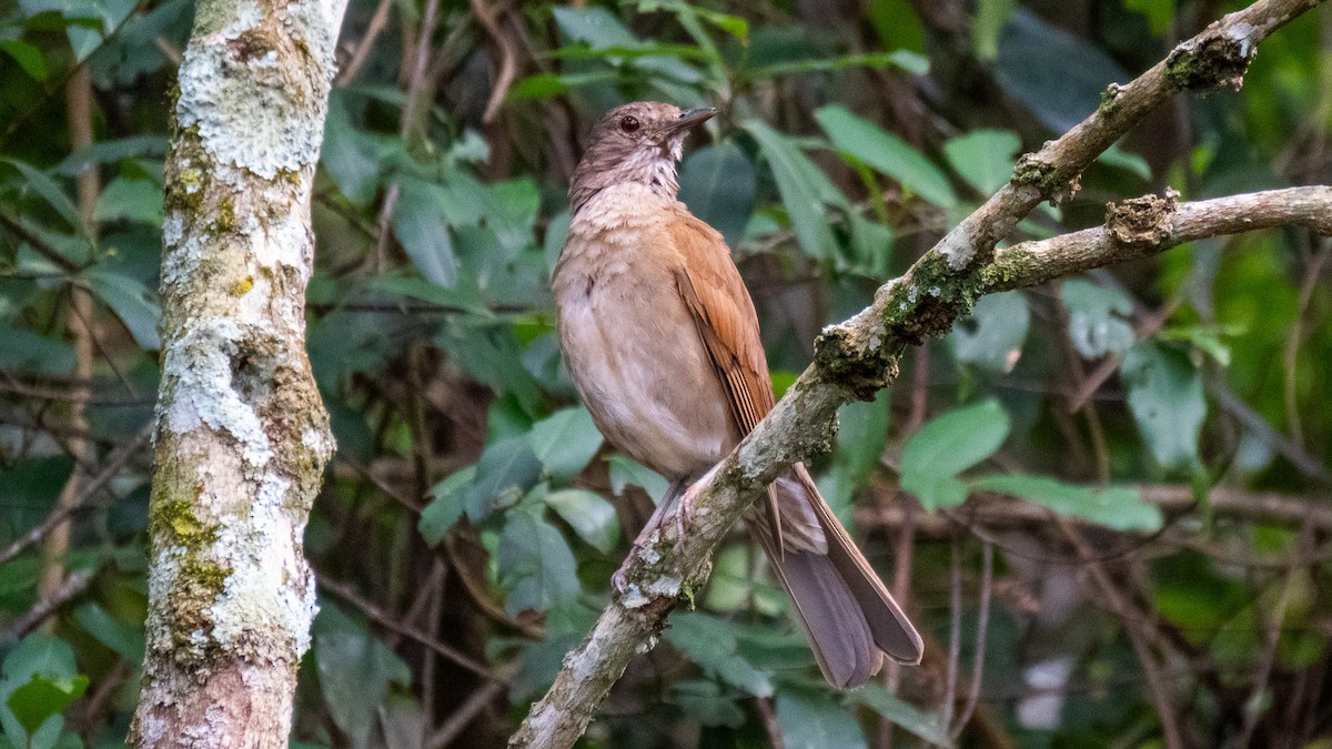 Pale-breasted Thrush - ML645595921