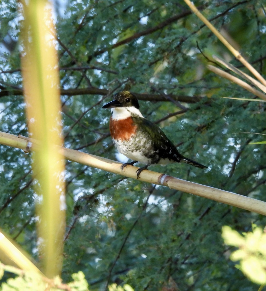 rybařík zelený - ML645595923