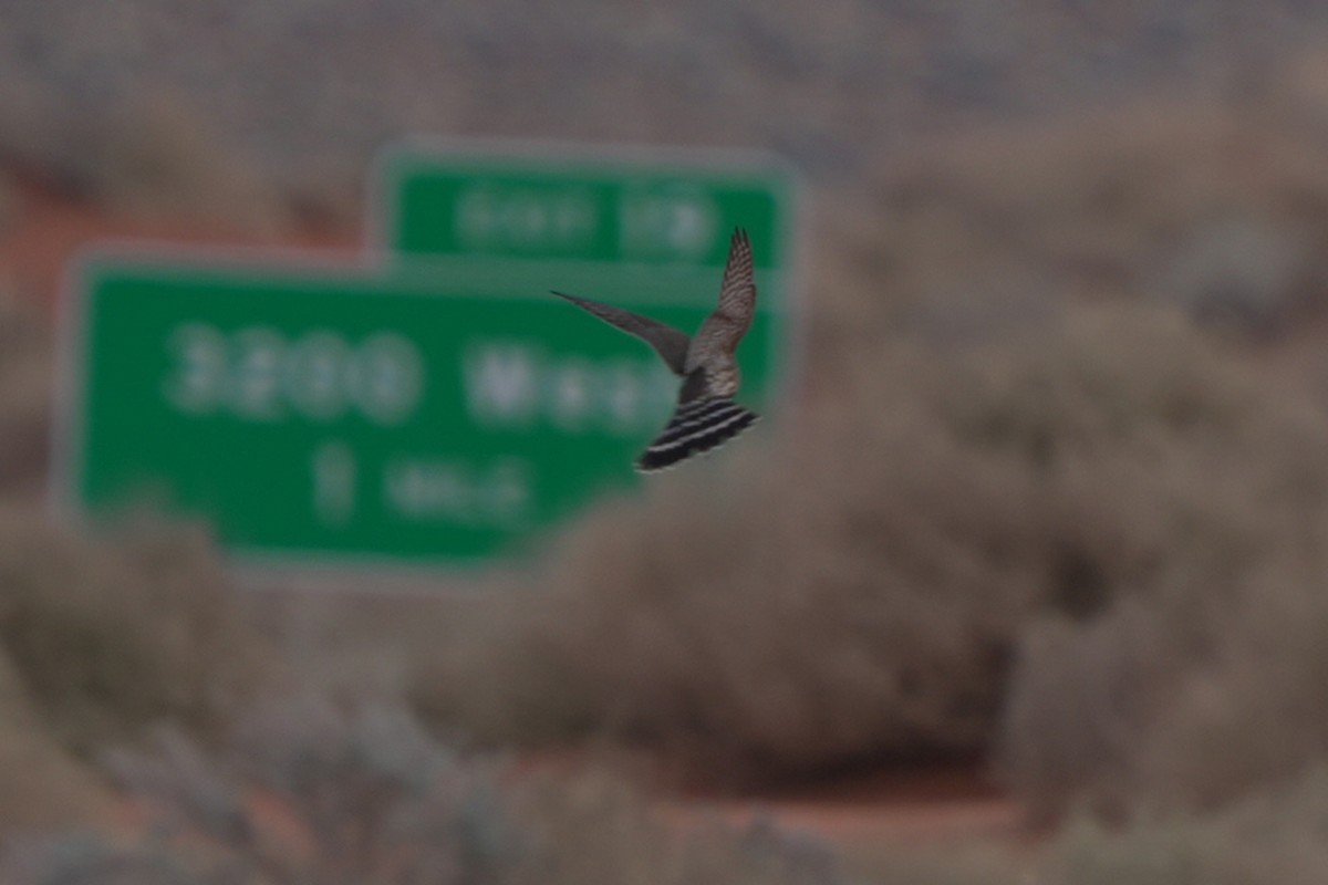 dřemlík tundrový (ssp. columbarius) - ML645595937