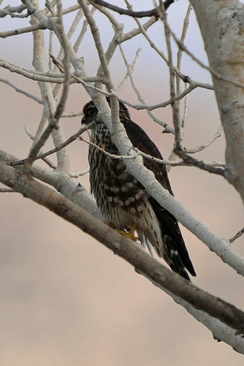 dřemlík tundrový (ssp. columbarius) - ML645595938