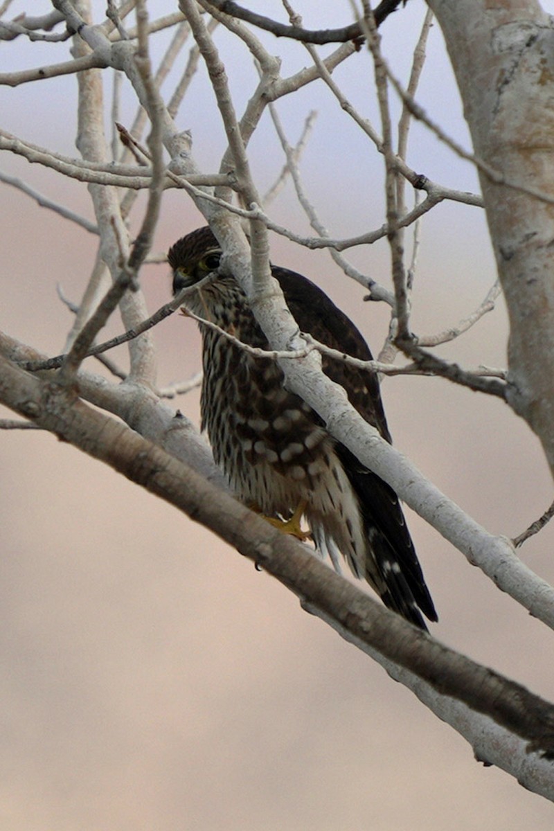 dřemlík tundrový (ssp. columbarius) - ML645595939