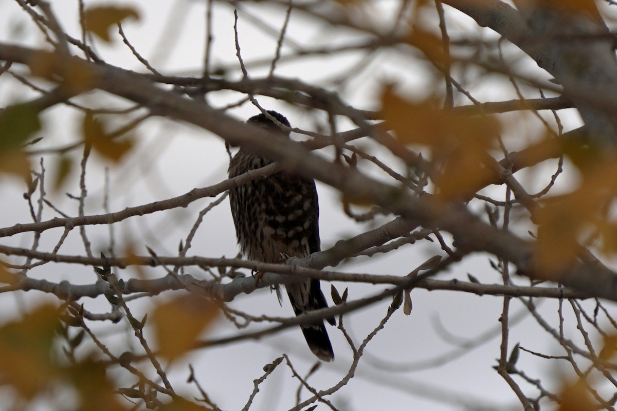 dřemlík tundrový (ssp. columbarius) - ML645595940