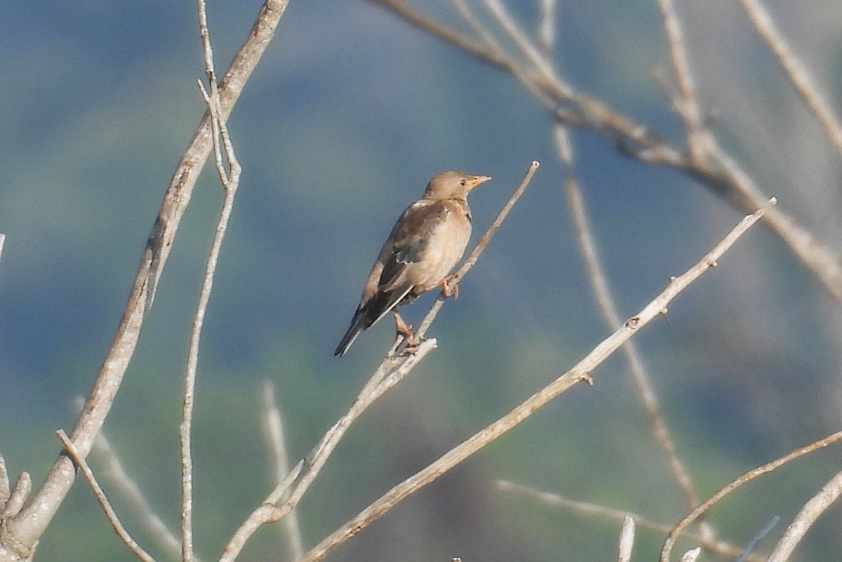 Rosy Starling - ML645595943