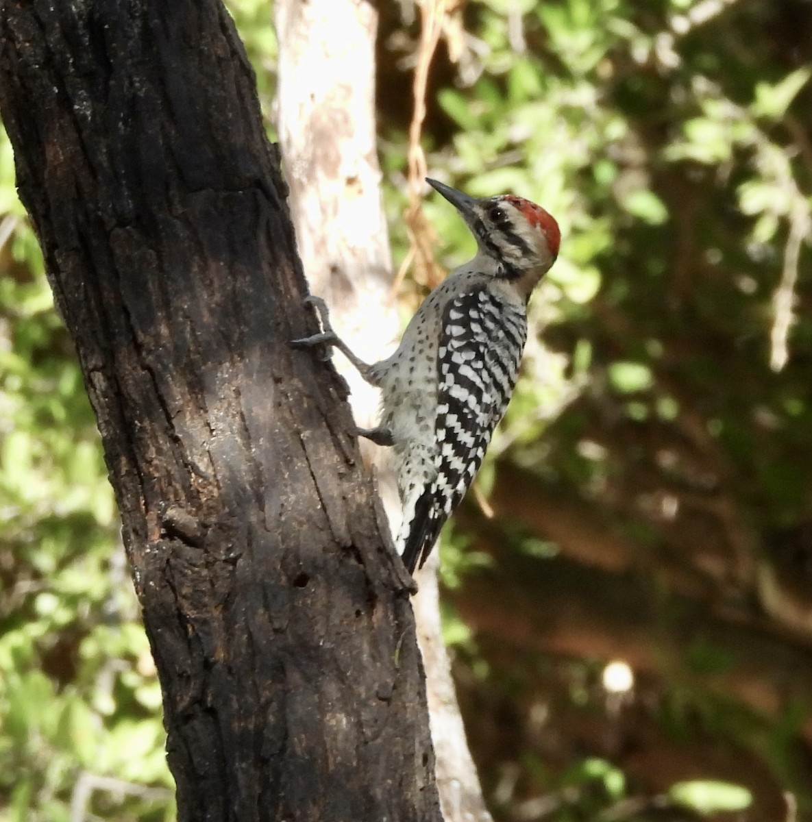 strakapoud proužkohřbetý - ML645595950