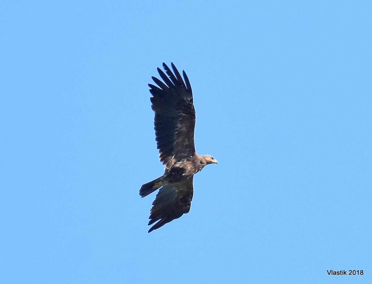 Lesser Spotted Eagle - ML645595952