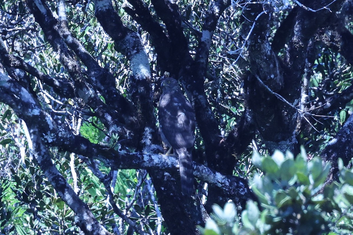 Henst's Goshawk - ML645595955