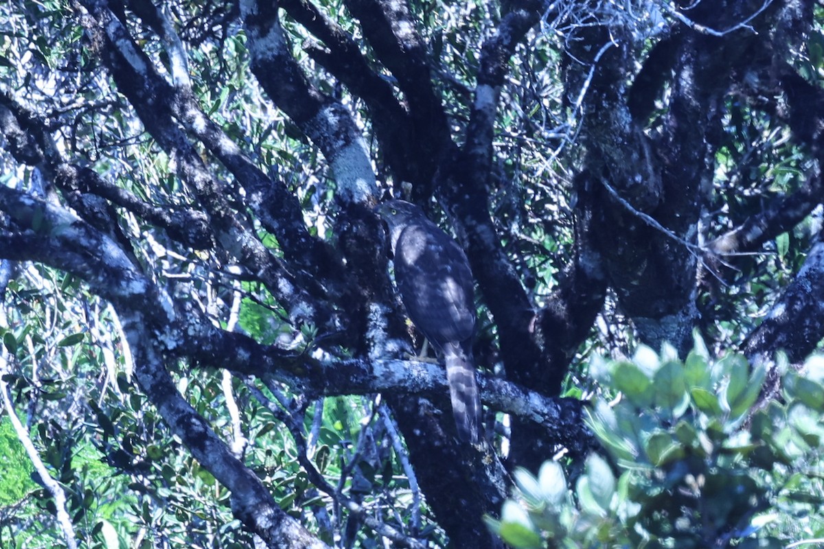 Henst's Goshawk - ML645595956