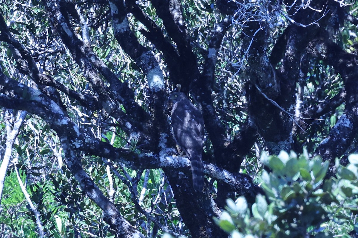 Henst's Goshawk - ML645595957