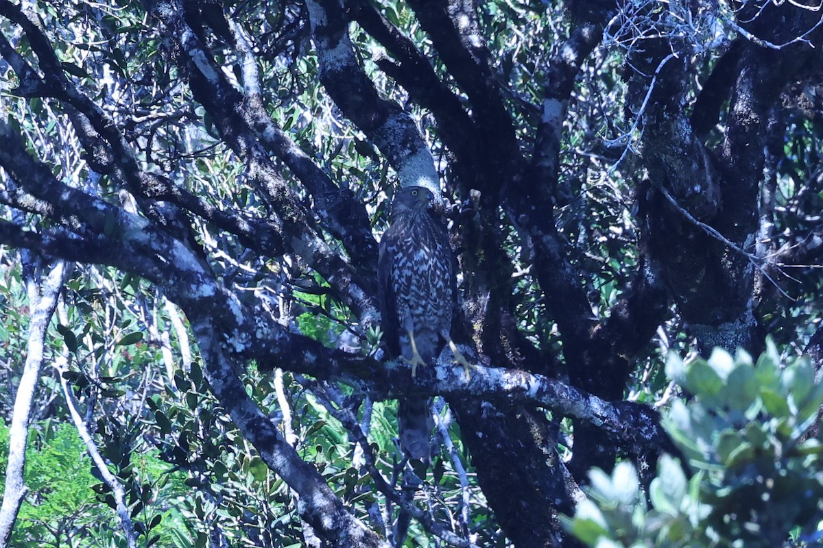 Henst's Goshawk - ML645595958