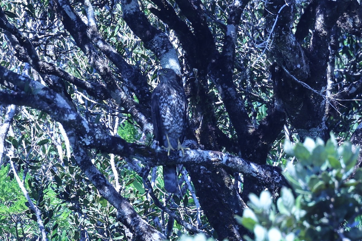 Henst's Goshawk - ML645595959