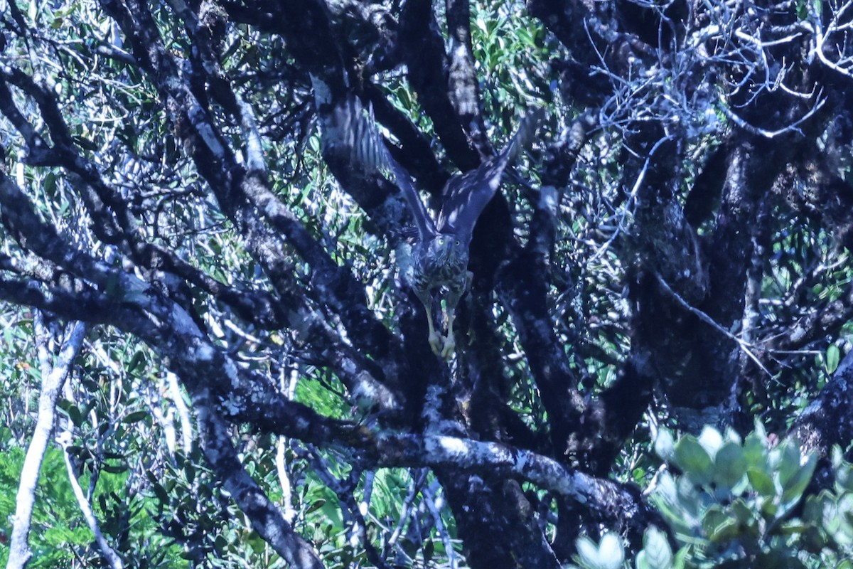 Henst's Goshawk - ML645595960