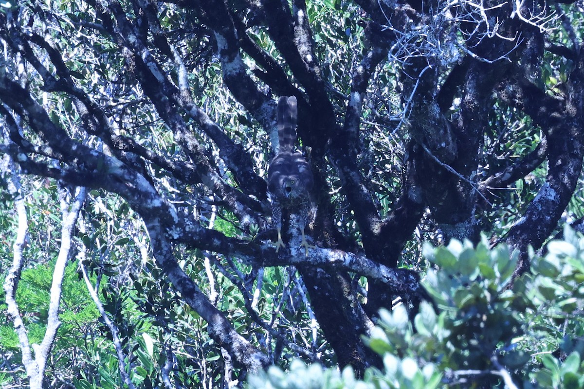 Henst's Goshawk - ML645595961