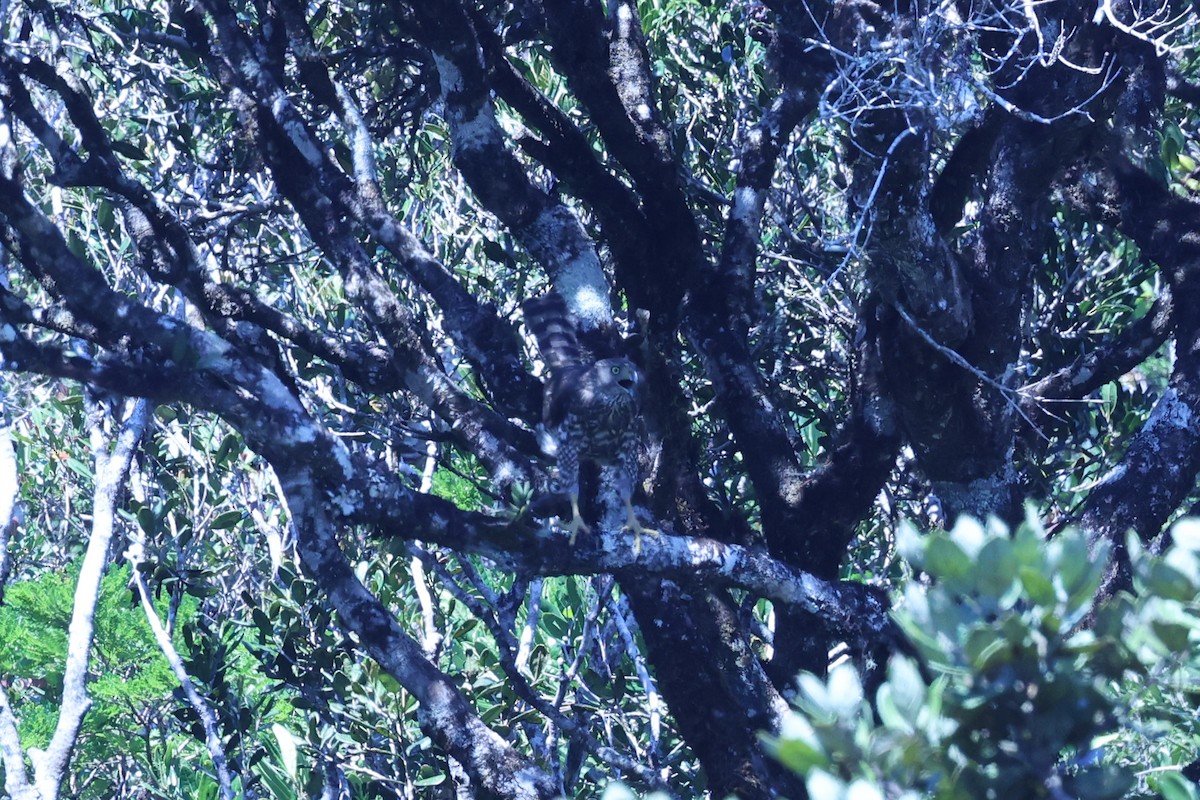 Henst's Goshawk - ML645595962