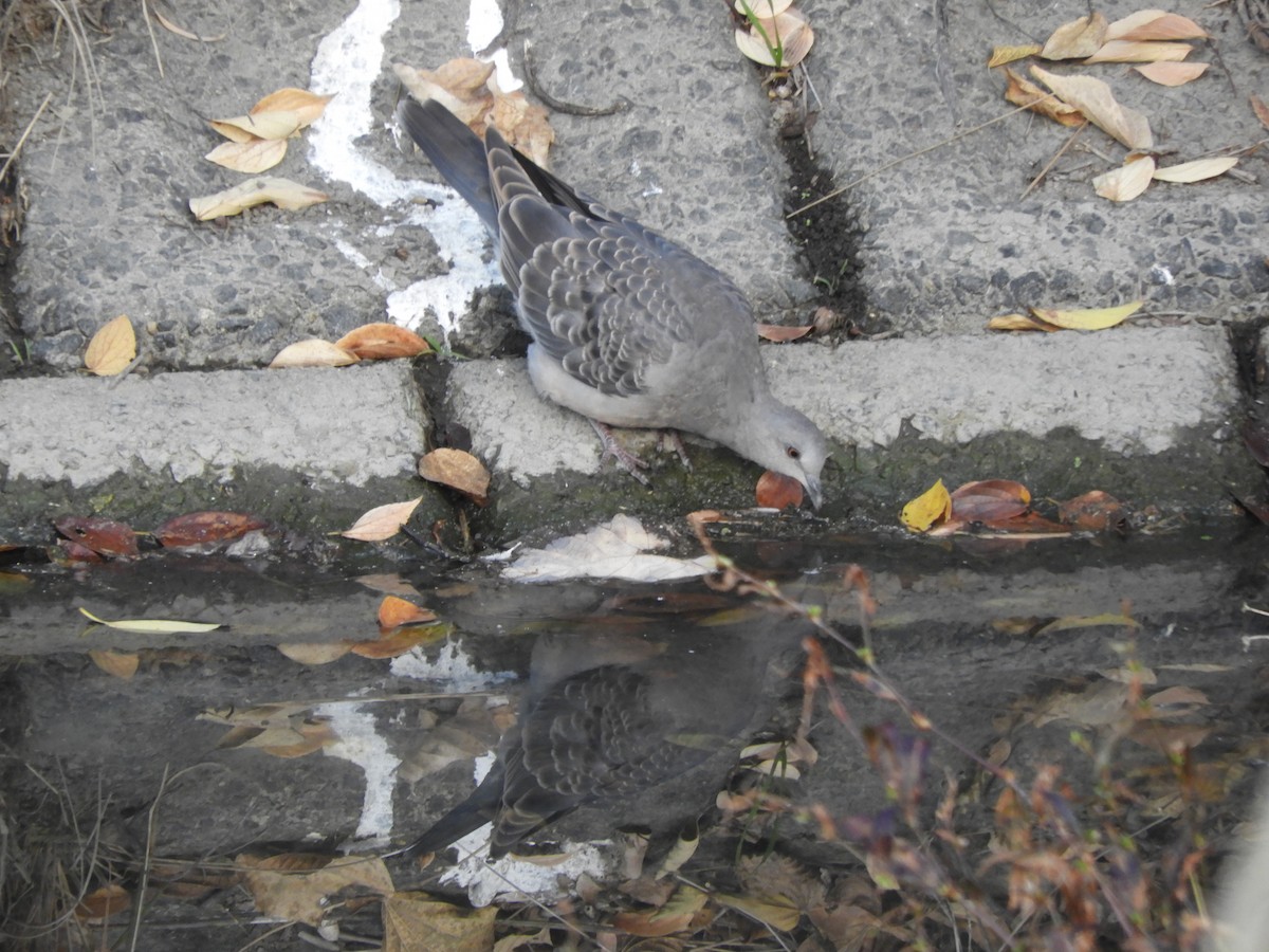 Oriental Turtle-Dove - ML645595964