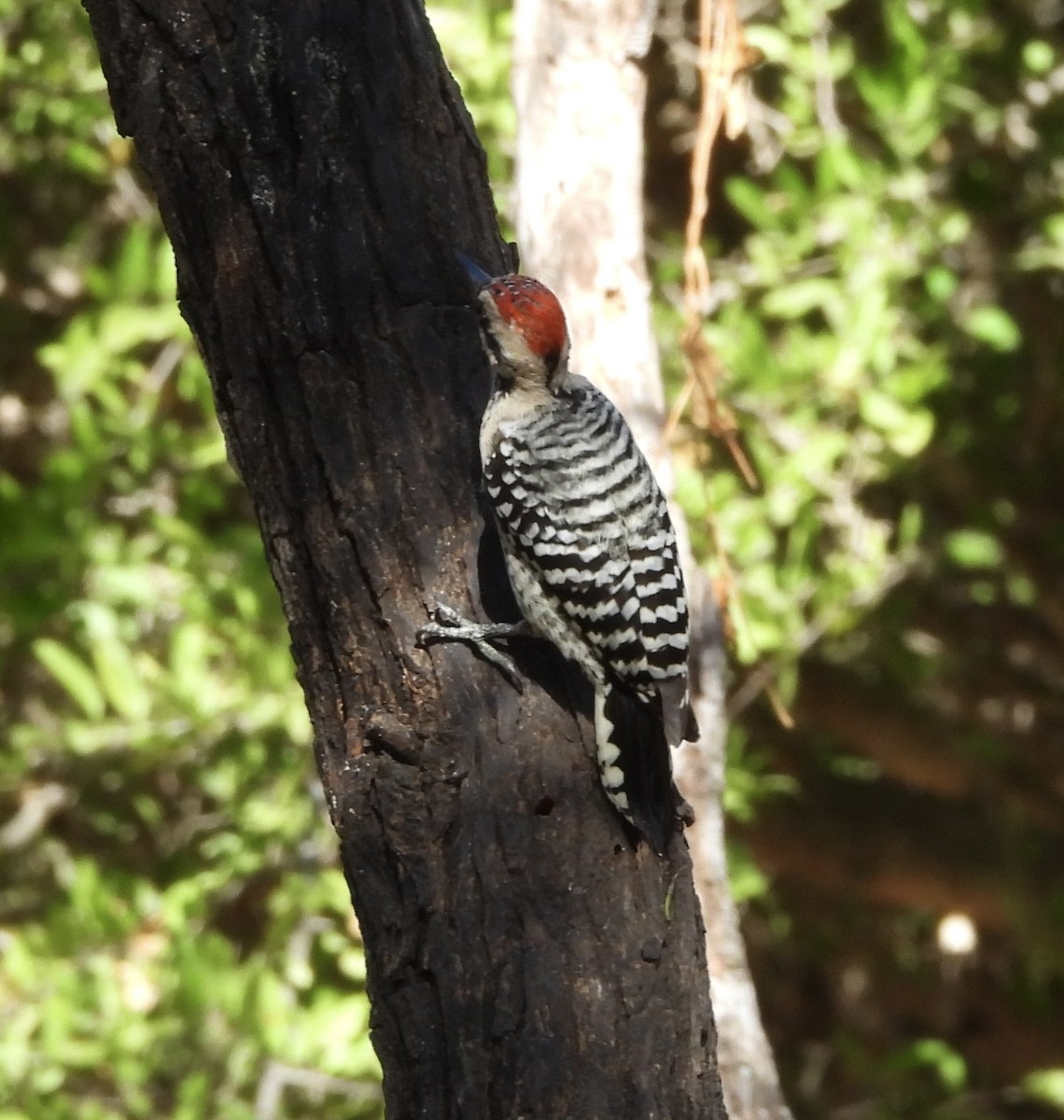 strakapoud proužkohřbetý - ML645595965