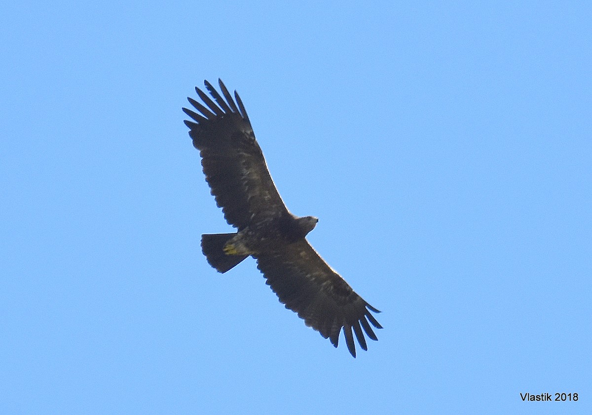 Lesser Spotted Eagle - ML645595967