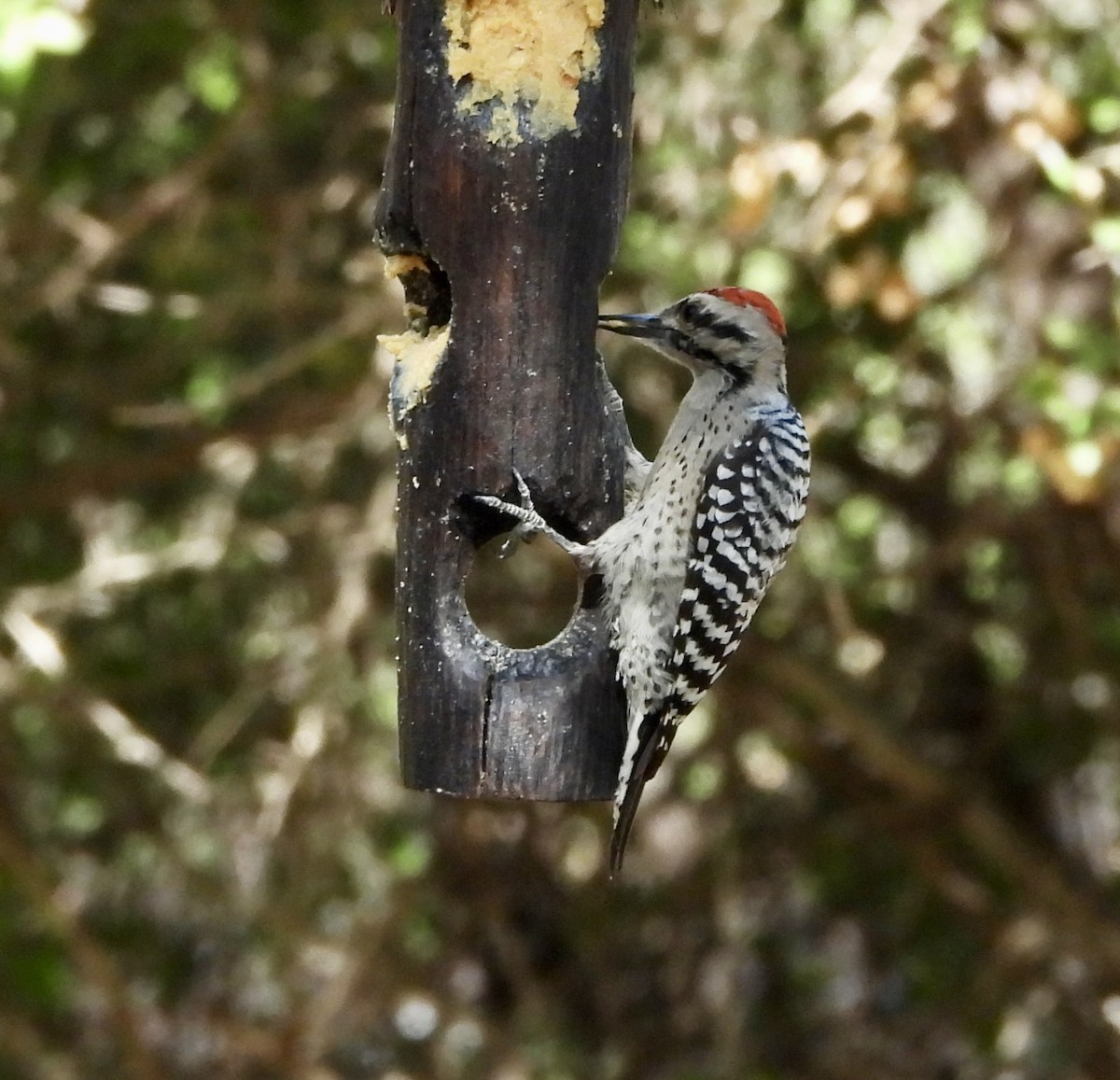 strakapoud proužkohřbetý - ML645595970