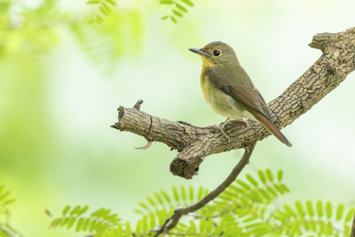 Large Blue Flycatcher - ML645595974
