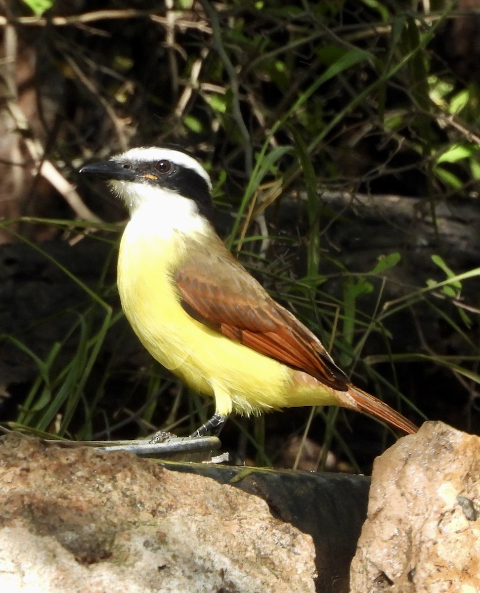 Great Kiskadee - ML645595978