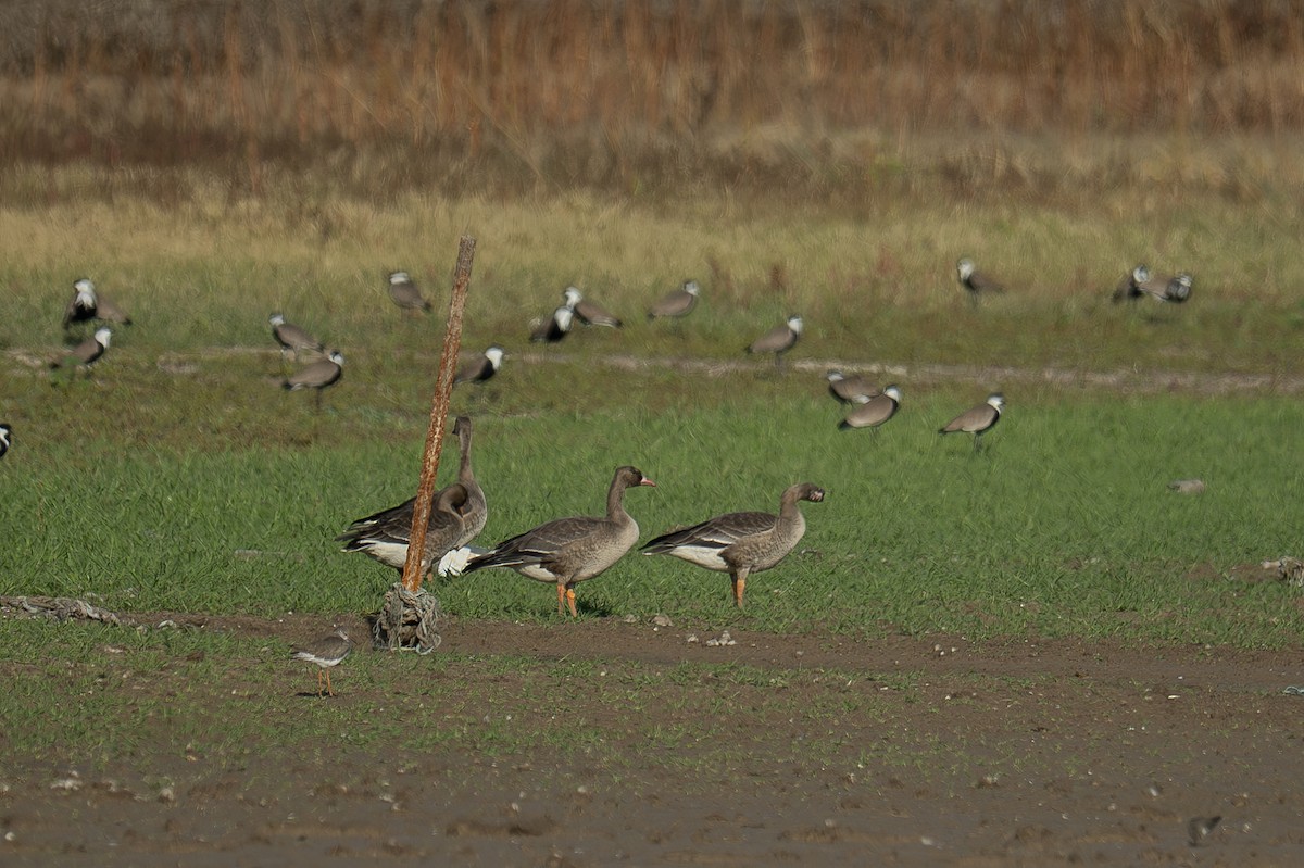 husa běločelá - ML645595979