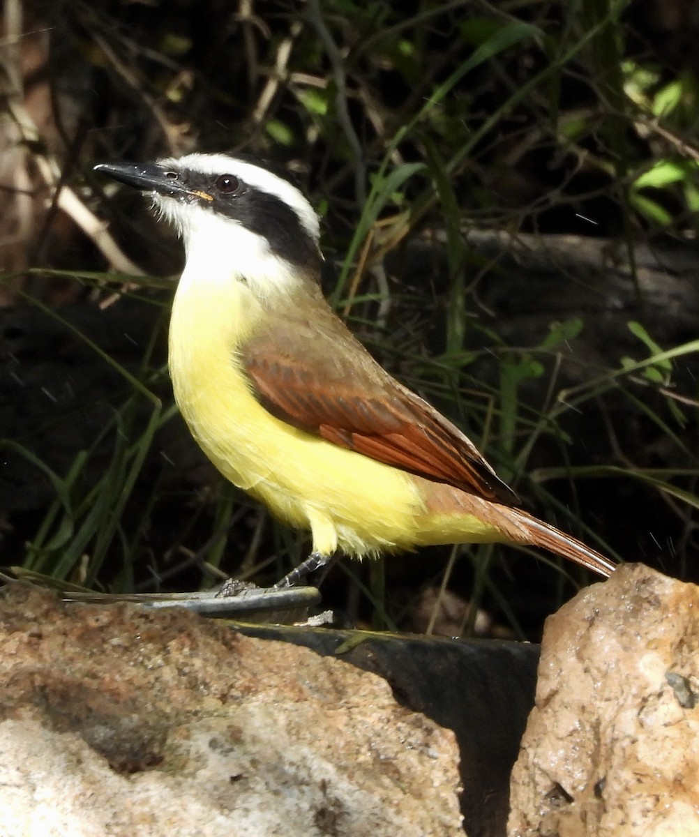 Great Kiskadee - ML645595980