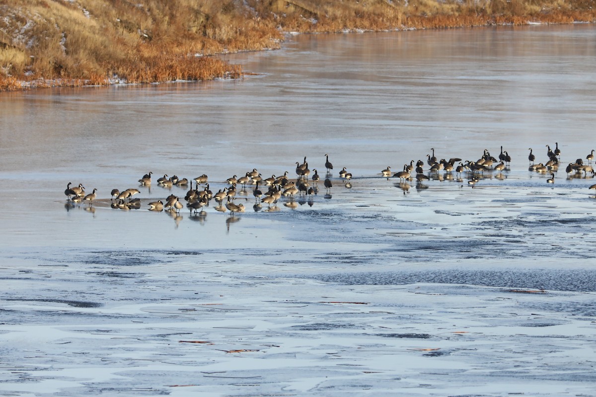 ברנטה קנדית - ML645595981