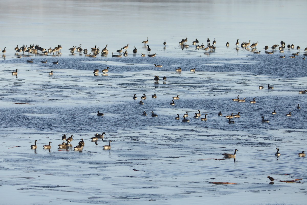 ברנטה קנדית - ML645595982