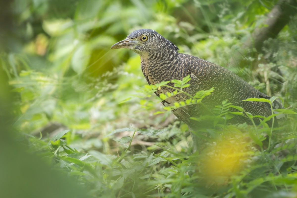 Malay Gece Balıkçılı - ML645595983