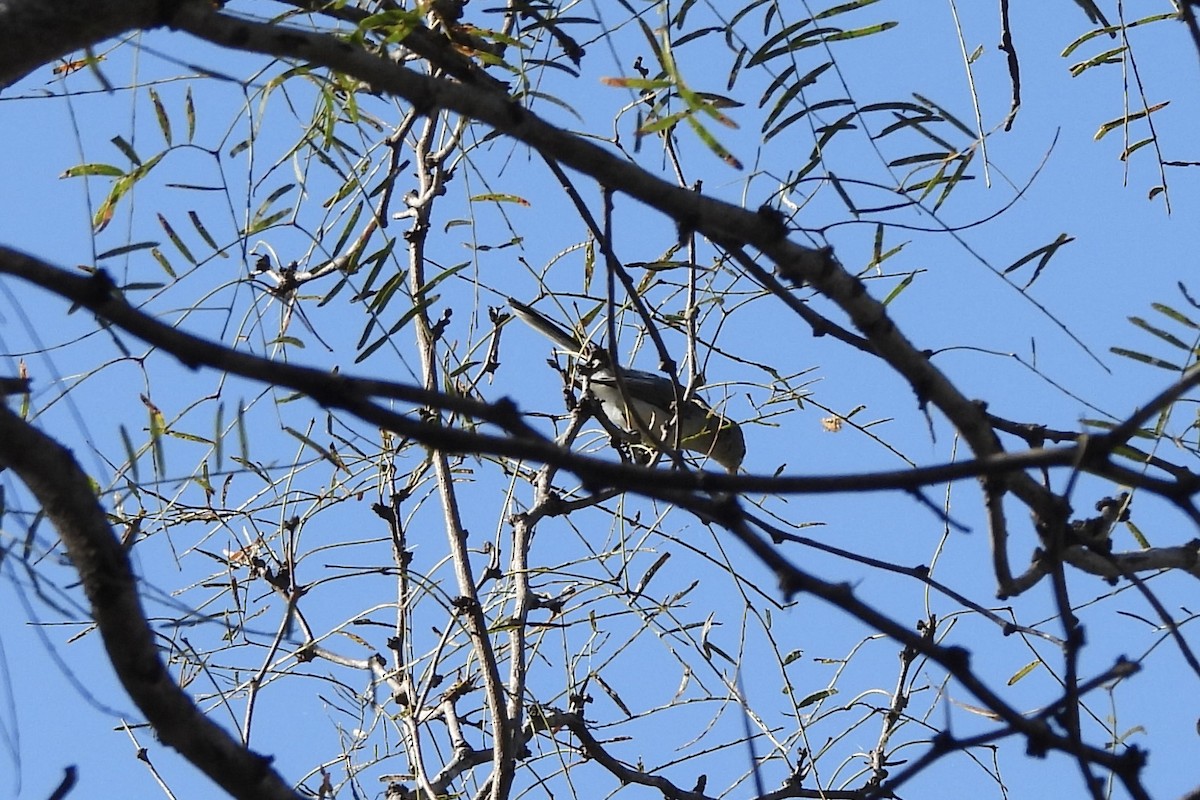 Комароловка сиза - ML645595991