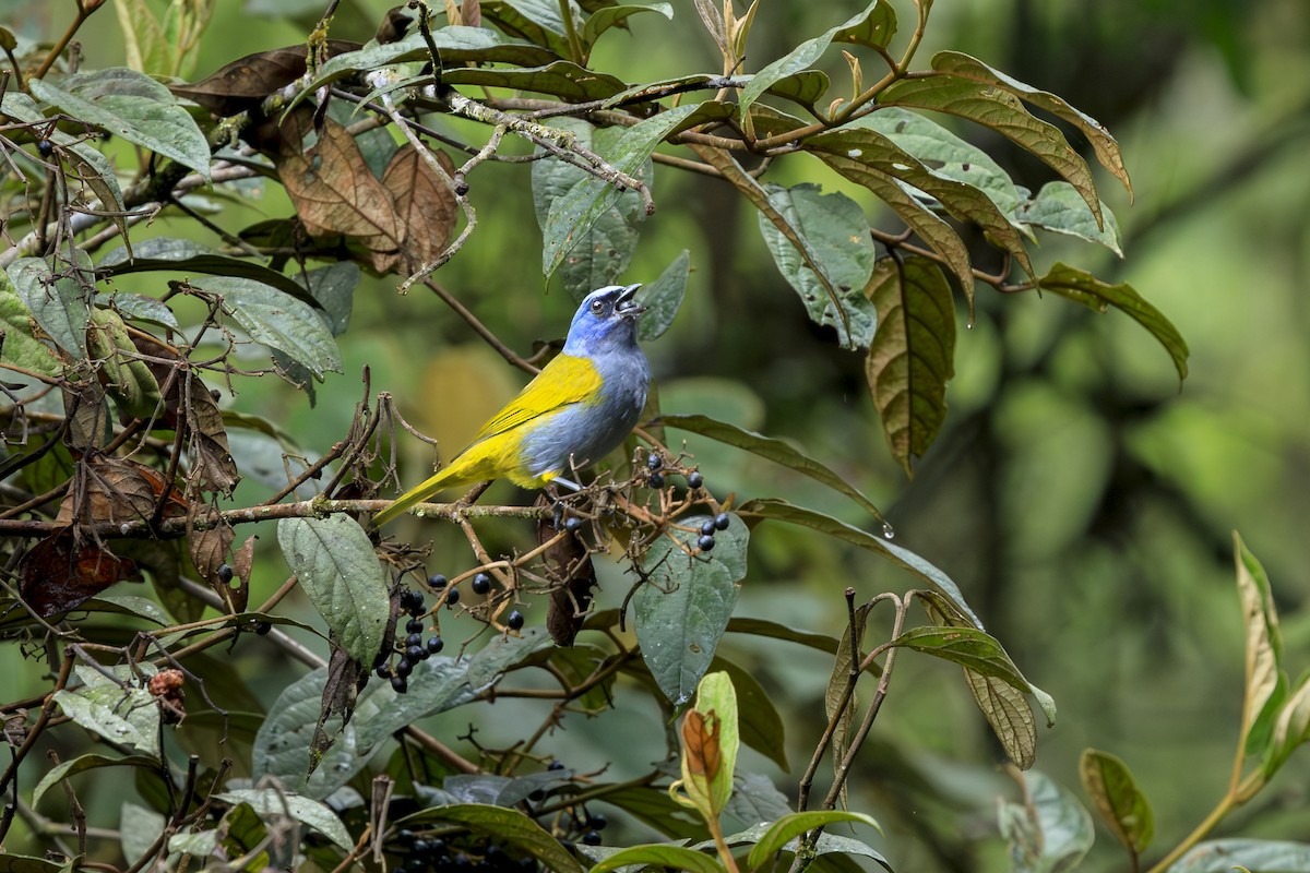 ズアオフウキンチョウ - ML645595993