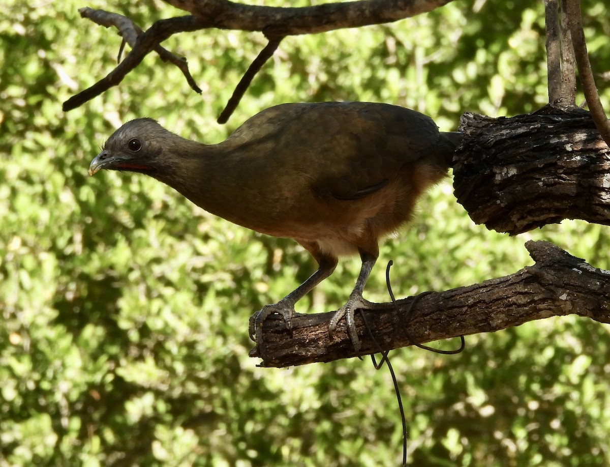 čačalaka obecná - ML645596021