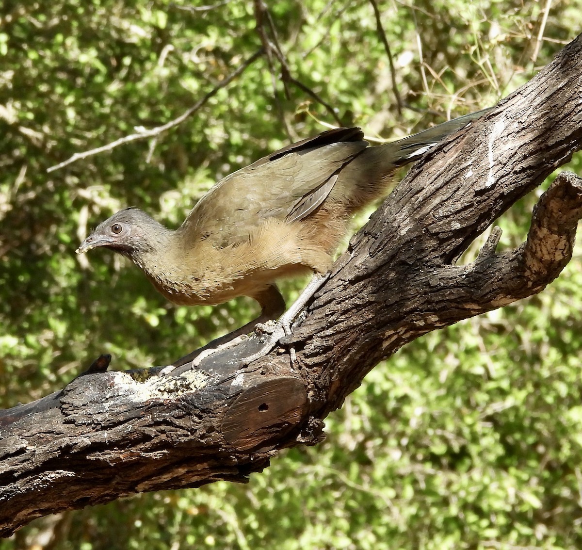 čačalaka obecná - ML645596022