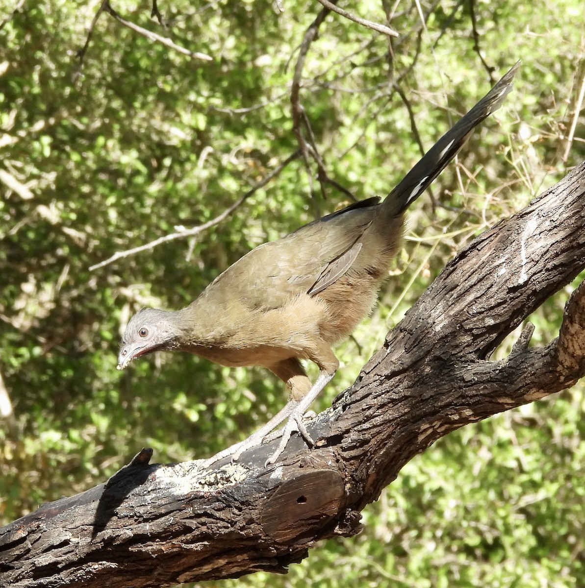 čačalaka obecná - ML645596024