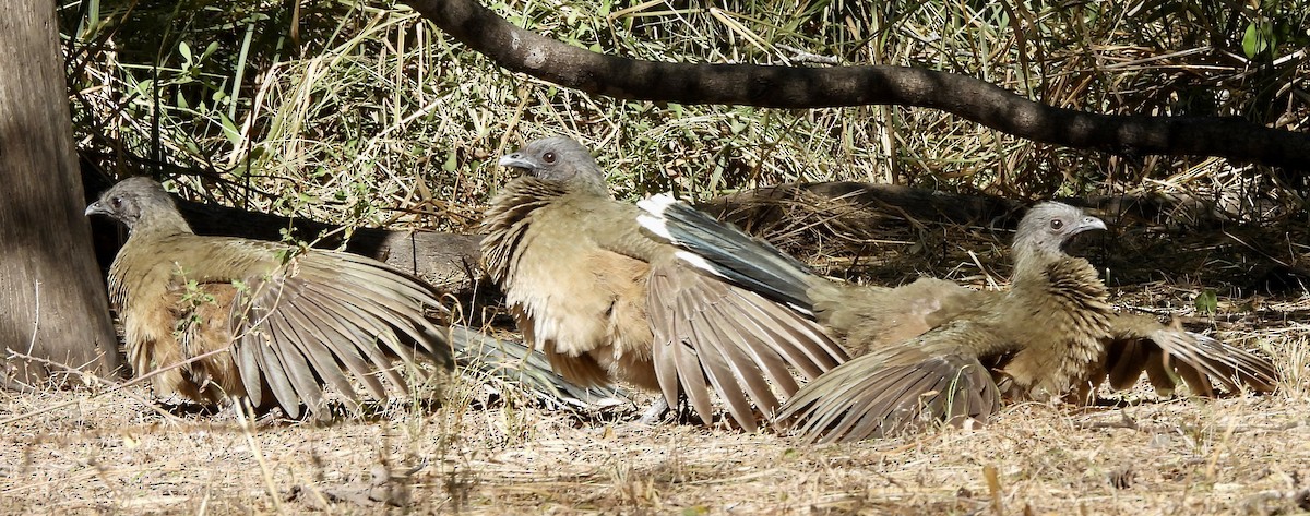 čačalaka obecná - ML645596027