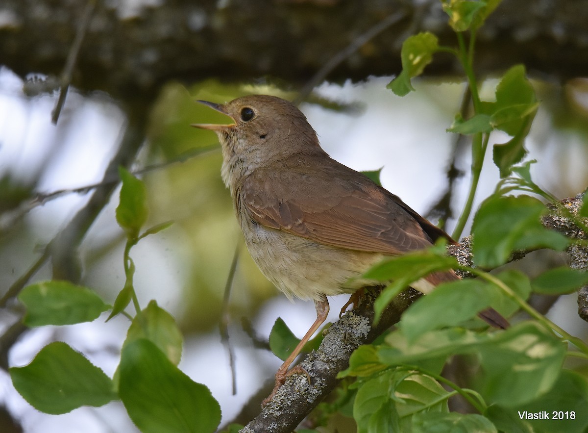 Thrush Nightingale - ML645596042