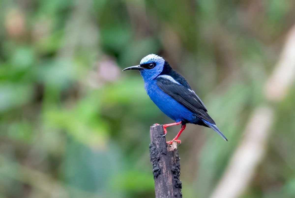 Красноногий саи - ML645596048