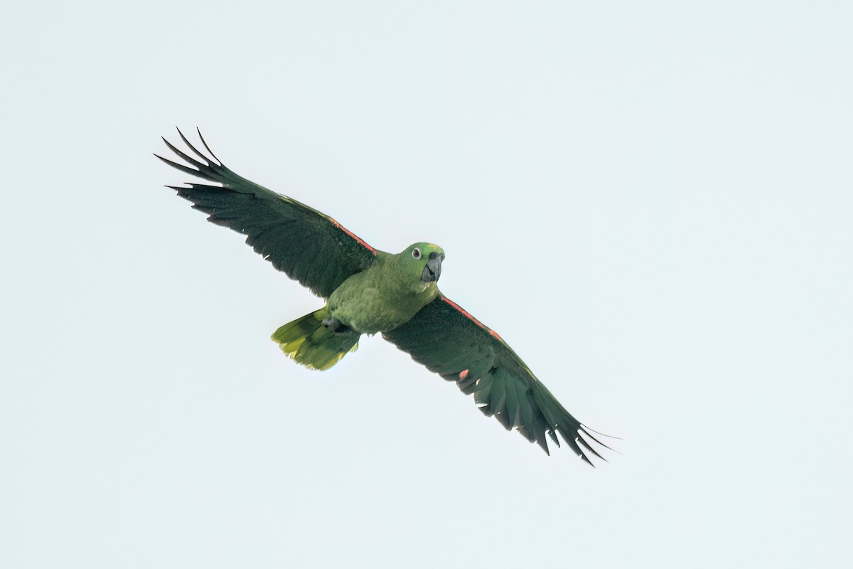 Yellow-crowned Amazon - ML645596050