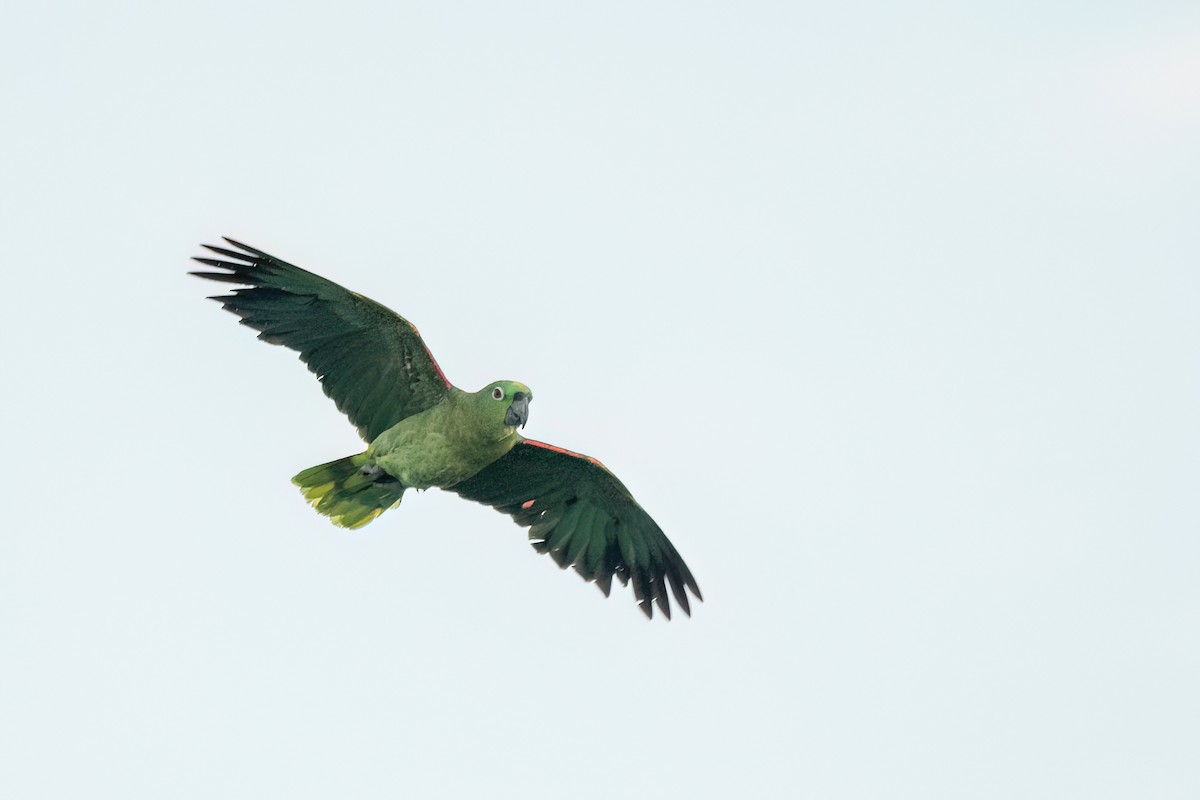 Yellow-crowned Amazon - ML645596051