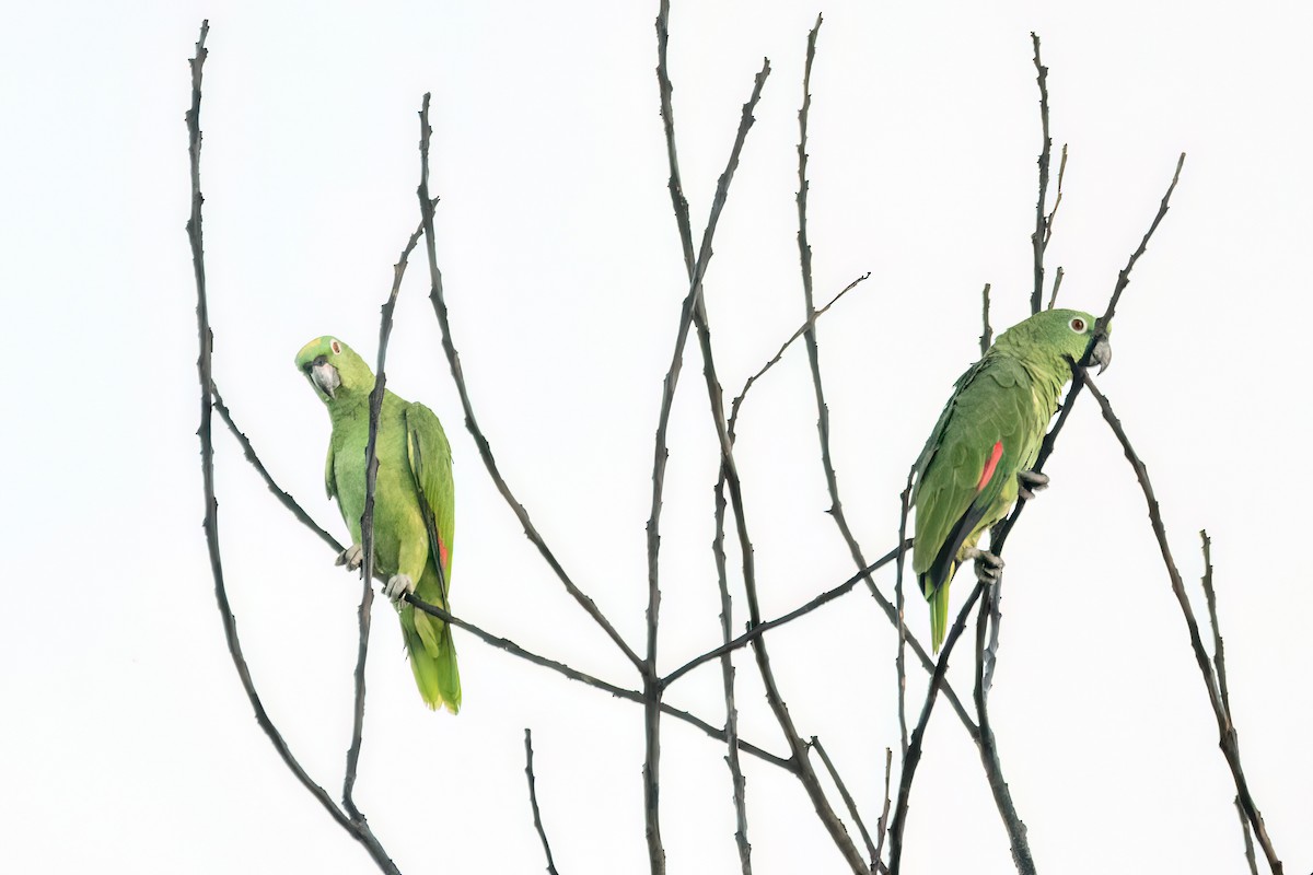 Yellow-crowned Amazon - ML645596052
