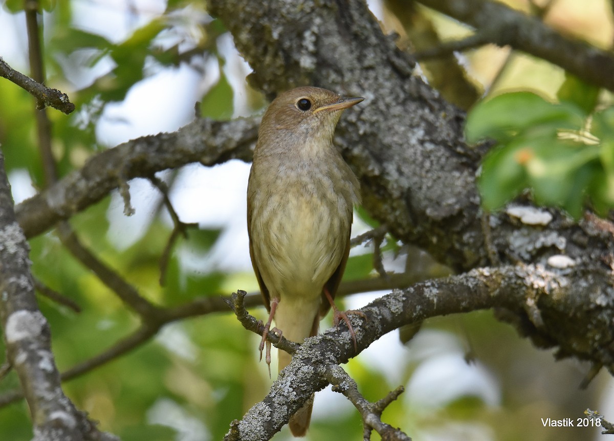 Thrush Nightingale - ML645596053