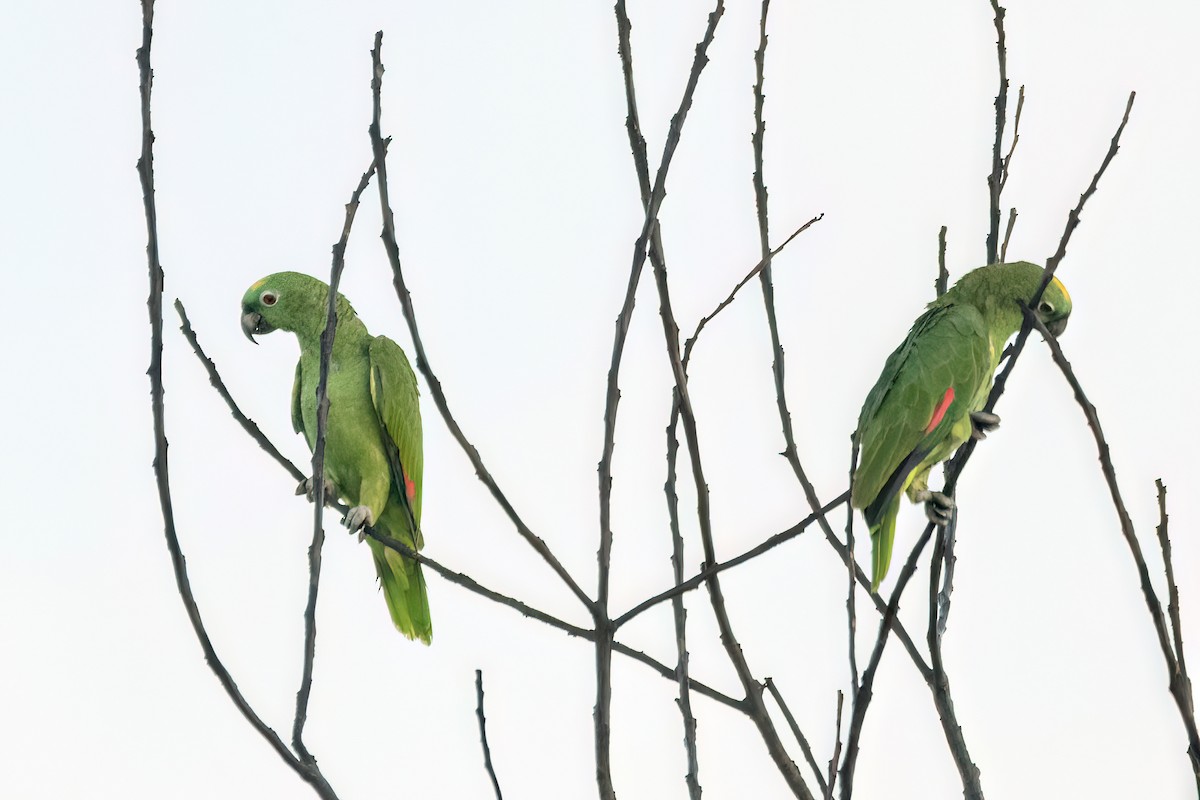 Yellow-crowned Amazon - ML645596054