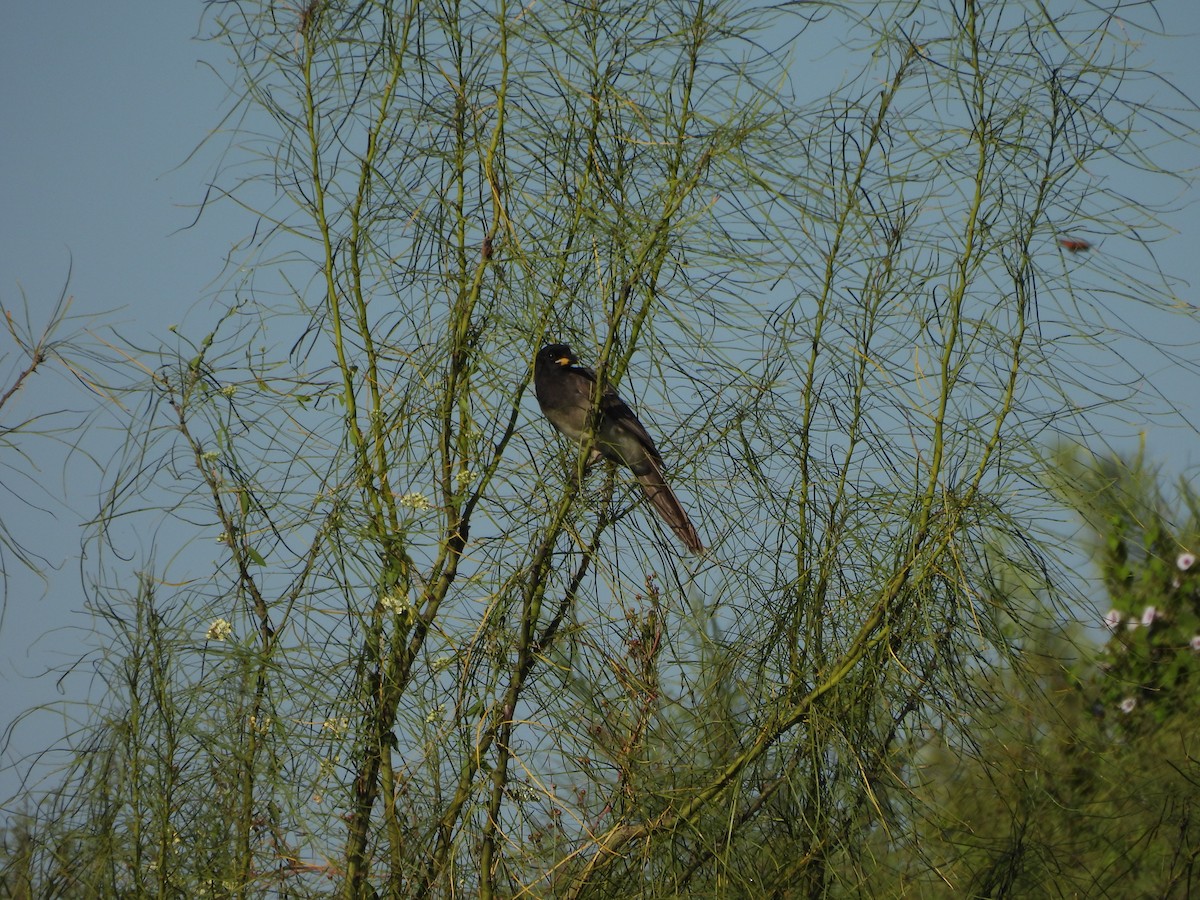 vlhovec velkoocasý - ML645596058