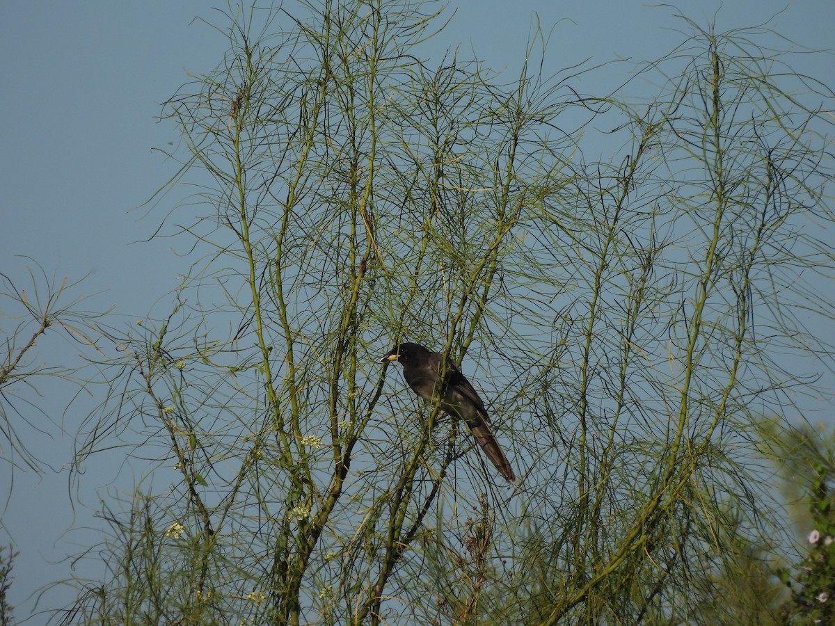 vlhovec velkoocasý - ML645596060