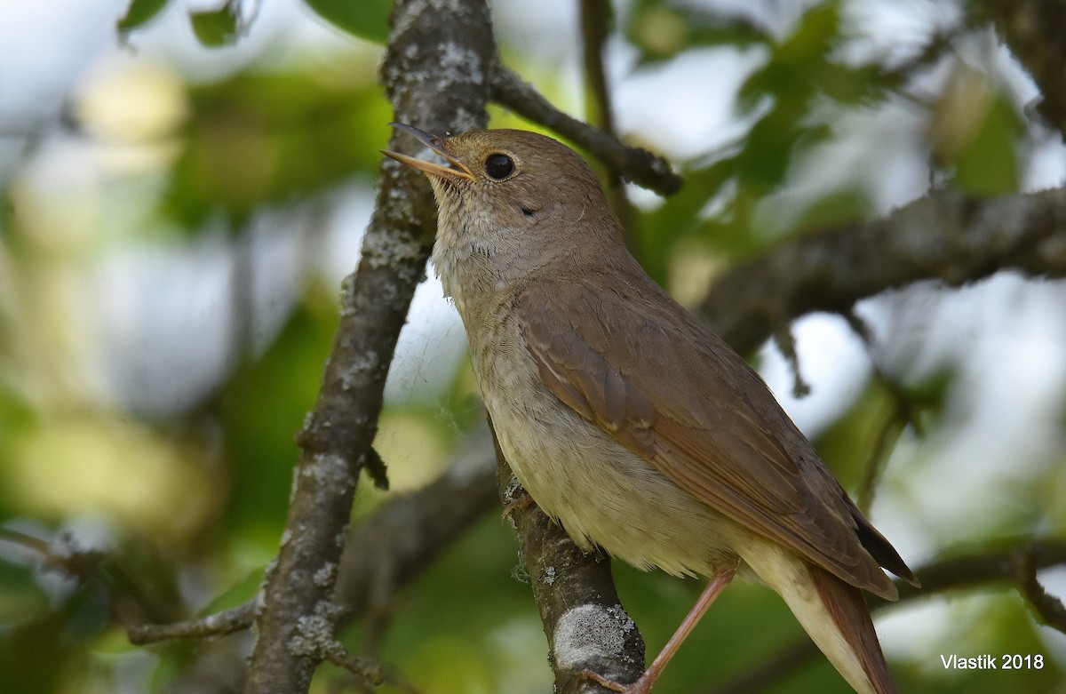 Thrush Nightingale - ML645596061