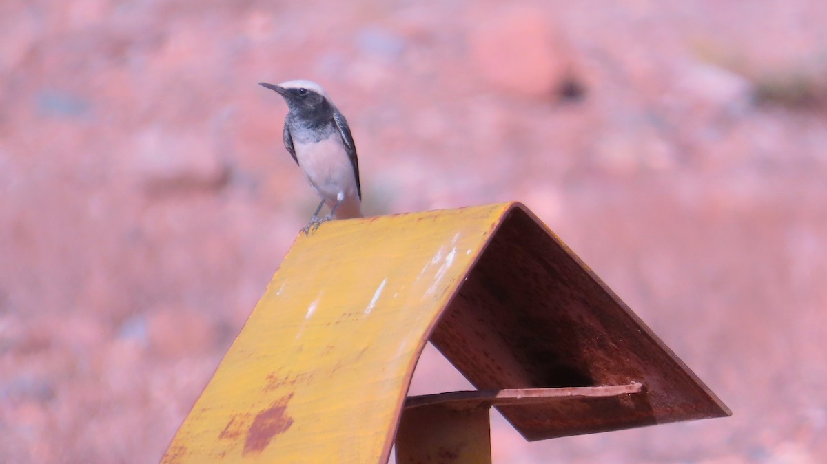 סלעית נזירה - ML645596062