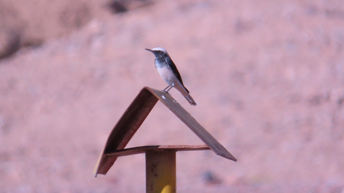 סלעית נזירה - ML645596063