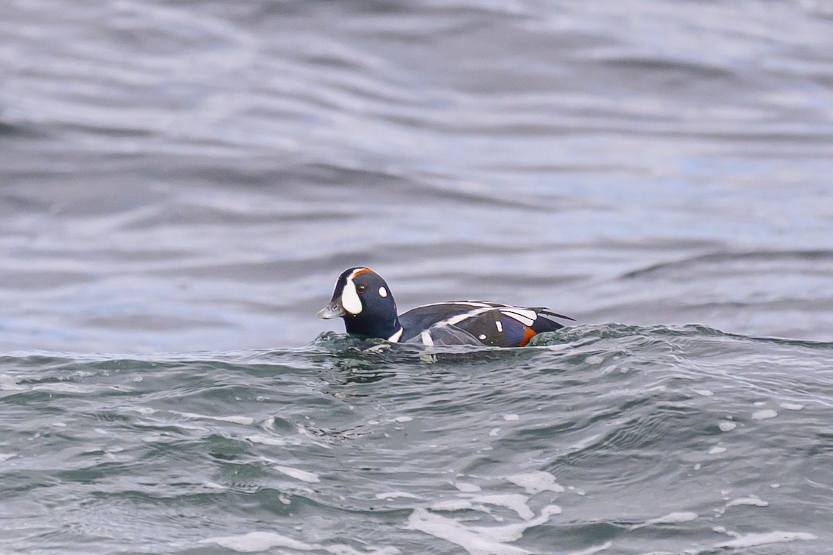 Ahate arlekina - ML645596075