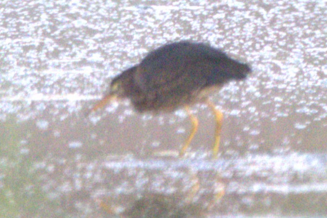 volavka zelenavá - ML645596078