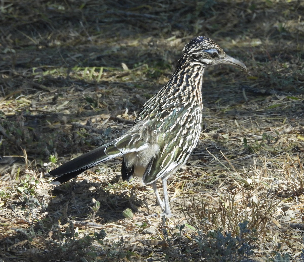 kukačka kohoutí - ML645596081